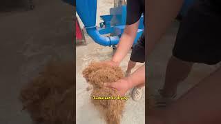 Coconut shell charcoal briquettes production line#barbecue#bbqcharcoal#hookah#carbon#charcoalmachine