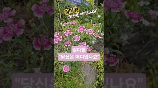 김다현 #당신은어디있나요 #한일톱텐쇼
