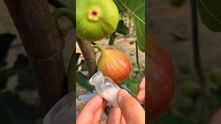 Collecting Fig  Milk #satisfying #plants #learning