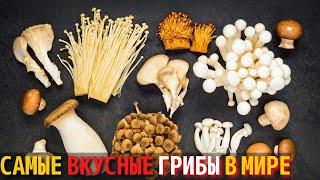 Топ 10 Самых Вкусных Грибов в Мире | Самые Вкусные Грибы в Мире