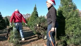 ODAFF Christmas Tree 2024 - Molly and Socks Christmas Tree Farm