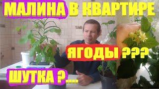 МАЛИНА/выращиваем и размножаем/ЯГОДЫ ЗИМОЙ в квартире