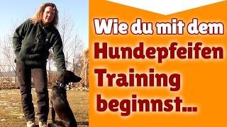 Hundepfeife Training ► Wie du mit dem Hundepfeifen Training beginnst ► Hundetraining Tipps