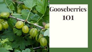 Grow the Hardy Gooseberry: Zone 6