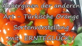 Auberginen Türkische Orange Sortenvorstellung vom Kanal ERNTEGLÜCK !