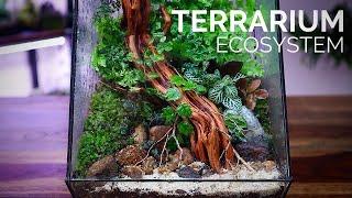 Breathtaking Terrarium Ecosystem in a DIY Geometric Enclosure