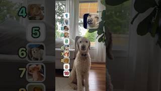 Votes of dogs #dog #buddy #cutie #dogball #dogbreed #cute #pet #@