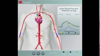 Aortic Pulse Wave Velocity in Action