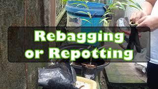 Rebagging a Agar Seedling