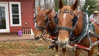 DRAFT HORSES // I won a forecart and fire on the mountain