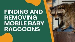 Inspection and location of mobile baby raccoons on ceiling (2/2) | Wildlife Pro