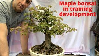 Maple bonsai in training and development stage Building better bonsai Training bonsai Develop bonsai