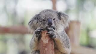 Top 10 Most Popular Australian Animals | Discover the Fascinating Wildlife of Down Under