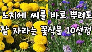 노지에 직접 파종해도 발아가 잘되는 꽃식물 10종류 엄선