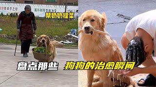 狗狗的治愈瞬间，它们只是不会说话而已，但它们什么都懂