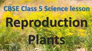 CBSE Class 5 Science lesson  - Reproduction Plants