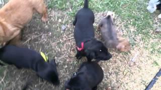 Labradors And friends take 2