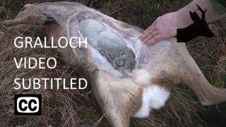 How I Gralloch Deer - updated with captions - (Field dressing / Gralloching / Gutting) - RoeStalker