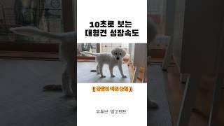 뭐냐 이거 버그 아니노.. #shorts