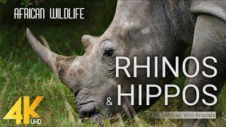 4K African Wildlife - RHINOS & HIPPOS - African Wild Animals 2 HOUR