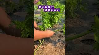 심혈관질환에 좋다는 향이 참 좋은 샐러리 수확하기