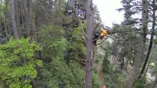 The UK's tallest Scots Pine at Cragside