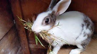 Rabbit Good News  Rabbit will give birth