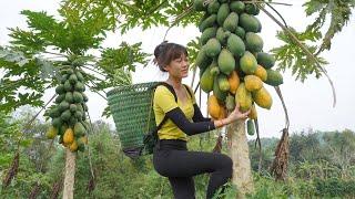 Harvest Papaya, Banana fruit, Squash, Green Cabbage,  Orange, Cassava Roots go to the market sell