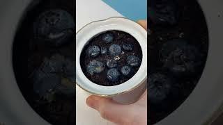 How to grow blueberry plant🫐 #fruit #plant #howtowithjessie