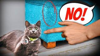 7 Mistakes You’re Making When Saying ‘No’ to Your Cat!