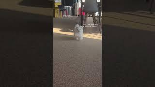 하강아지특 부리나케 도망침