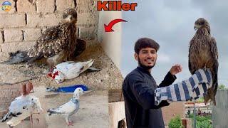 Eagle on Pigeon|| Eagle Ko Hand Tamed Kr Lia|| Hammad pet house