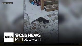 Cat rescued after nearly freezing to death in McKeesport