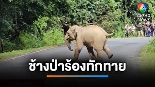 ช้างป่าร้องลั่น ทักทายนักท่องเที่ยวที่อุทยานแห่งชาติเขาใหญ่ | เช้านี้ที่หมอชิต