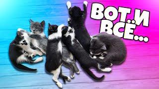 What Happened to the "Pregnant" Cat and Her Kittens. The Long-Awaited Ending of a Good Story