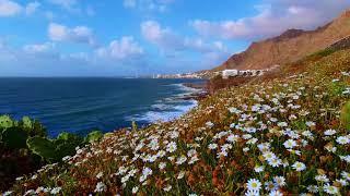 Escape to Paradise - The Ultimate Ocean Waves and Wind on Wildflowers Experience!