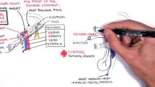 Clinical Anatomy -  Lower Limb (Bones), Inguinal ligament, Hip, Knee and ankle Joints