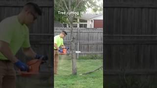 What a pro! Tree cutting at its finest