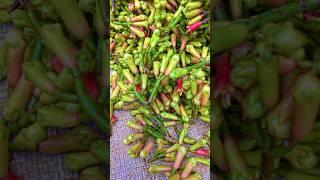 Clove Seeds germination process, #viral #gardening #trending #youtubeshorts #ytshorts #shorts