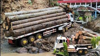 TRAILER QUESTER HD vs HINO 500 bermuatan LOAGING kayu BESAR ‼️jalan LICIN BERLUMPUR dan TERJAL