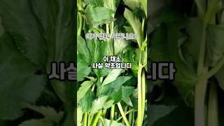 이 채소 사실 약초에요 #건강 #내몸건강 #건강정보 #꿀팁 #지식