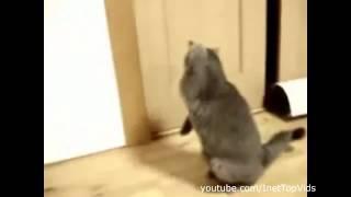 Коты  Мега приколы 2014