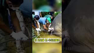 늙은 동물의 변비를 해결하는 치료 방법