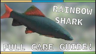 RAINBOW SHARK - FULL CARE GUIDE! *AQUARIUM SHARK???*