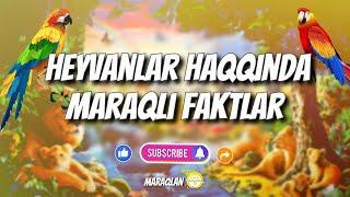 Heyvanlar haqqında maraqlı faktlar@Maraqlan