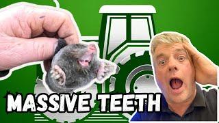 Ultimate Guide: Setting Mole Traps Scissor Style for Farm Success We Catch them In Just 3 Days.