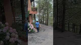 pine drive resort#nature #love #himachal