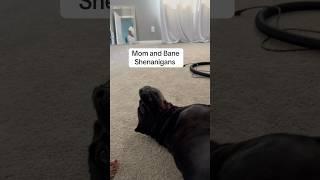 On this episode of Mom & Bane  #raisingbane #funnypets #blackmoms #funnydogvideos