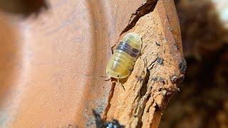 Cubaris sp. Amber