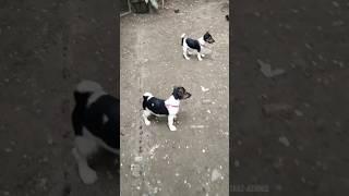 Jack Russell Terrier Pup's Available | More Details On My Description.#shorts#trending#youtubeshorts